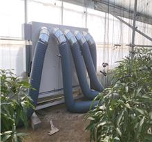 5서귀포시 대정읍 사계리(망고)