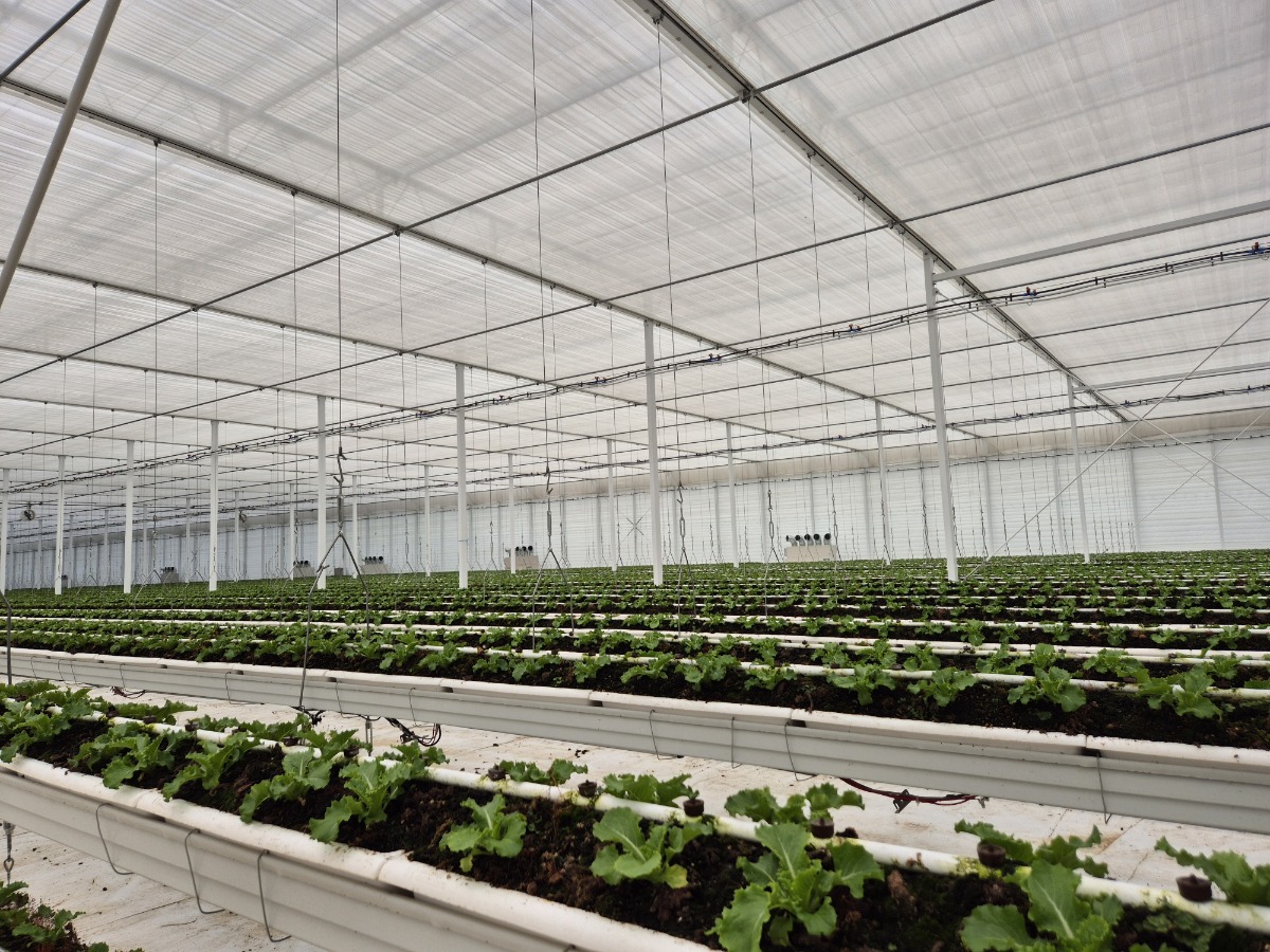 3전라북도 김제(상추)