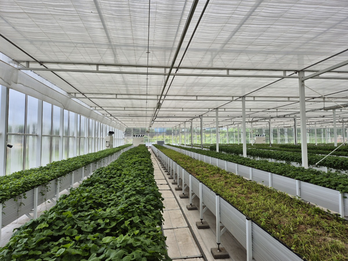 2제주시 구좌읍(병풀)