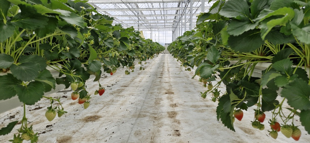 전라북도 김제(딸기)1