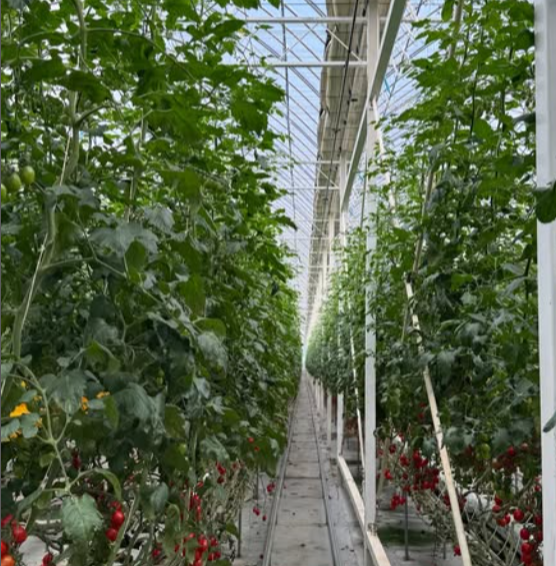 강원도 철원(방울토마토)